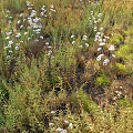 Green And Yellow Herbaceous Plants With White Small Flowers In Grassland