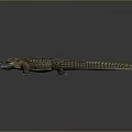 Crocodile Alligator Nile Crocodile carnivore reptile cold-blooded animal reptile 3d model