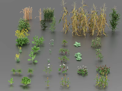 Various Agricultural Crops 3D Models Showing Different Growth Stages And Plant Varieties 3d model