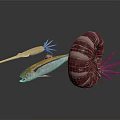 Vibrant Marine Aquatic Animals Featuring Swordfish Mackerel And Spiral Nautilus