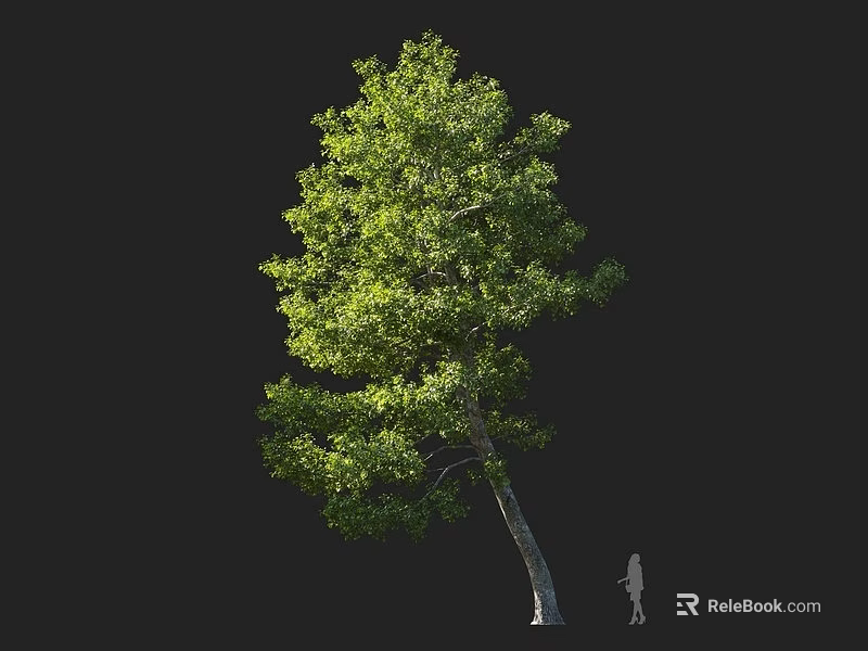 Tall Arbor With Lush Green Foliage And Human Figure For Scale 3d model 