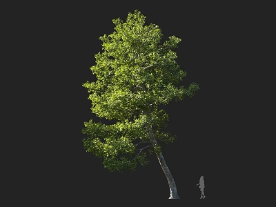 Tall Arbor With Lush Green Foliage And Human Figure For Scale 3d model