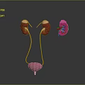 Human Urinary System Organs Including Kidneys Ureters Bladder And Enlarged Structure 3d model