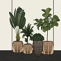 Indoor Potted Plants With Woven Planters Various Sizes And Large Green Leaves
