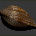 Shiny Orange And Brown Striped Clam Shell From Aquatic Animal On Dark Background