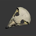 Animal Bird Skull With White Bone Dark Beak And Reflection On Gray Background