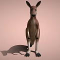 Brown and White Kangaroo Standing on Light Brown Background with Shadow 3d model