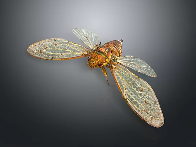 Cicada With Transparent Veined Wings And Brown Yellow Body On Dark Background 3d model