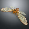Cicada With Transparent Veined Wings And Brown Yellow Body On Dark Background