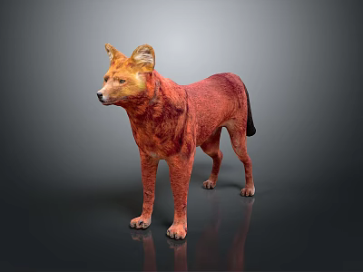Red Canine Creature With Reddish Fur And Yellow Ears Standing On Dark Ground Gray Background 3d model
