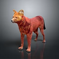 Red Canine Creature With Reddish Fur And Yellow Ears Standing On Dark Ground Gray Background