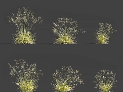 Yellow Green Ornamental Grass Clumps With Slender Leaves And Feathery Plumes On Gray Background 3d model