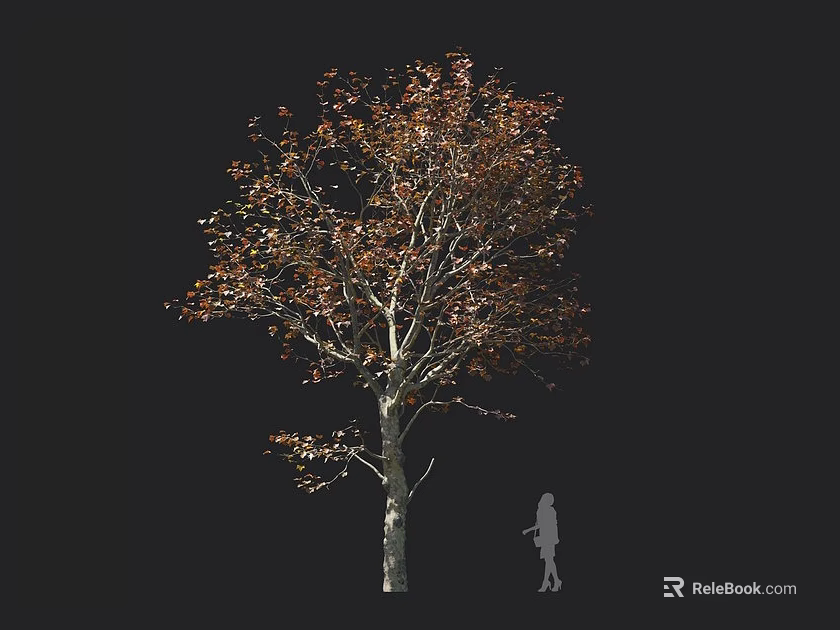 Tall Arbor With Slender Trunk And Reddish Brown Leaves Near Human Silhouette Against Black Background 3d model 