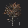 Tall Arbor With Slender Trunk And Reddish Brown Leaves Near Human Silhouette Against Black Background
