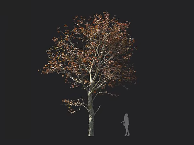 Tall Arbor With Slender Trunk And Reddish Brown Leaves Near Human Silhouette Against Black Background 3d model
