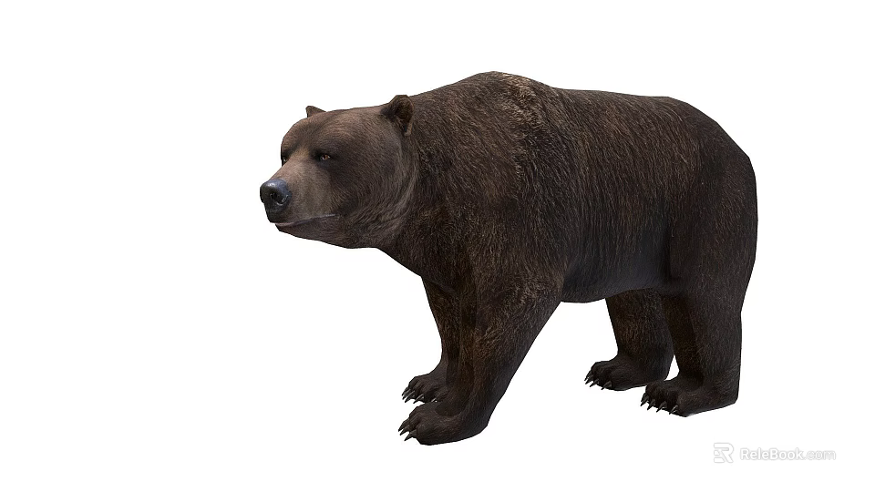 Realistic Brown Bear Standing On White Background With Detailed Fur And Posture 3d model 