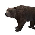Realistic Brown Bear Standing On White Background With Detailed Fur And Posture