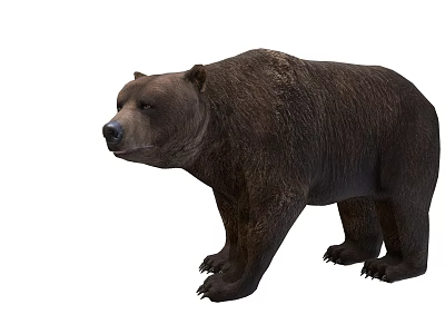 Realistic Brown Bear Standing On White Background With Detailed Fur And Posture 3d model