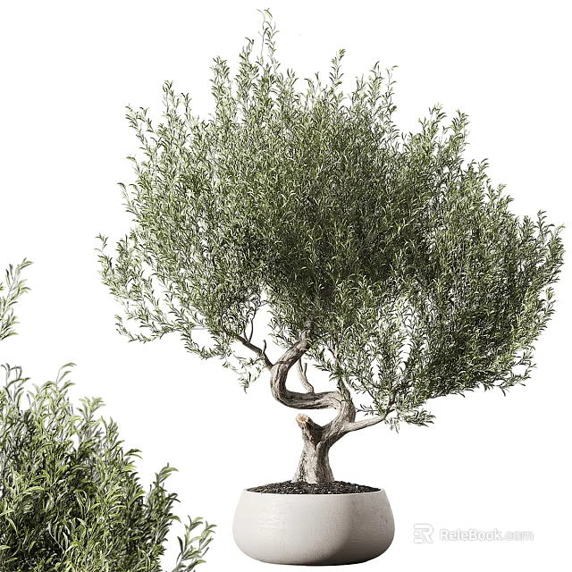 Potted Olive Tree With Twisted Trunk And Lush Green Leaves For Indoor Decoration 3d model 