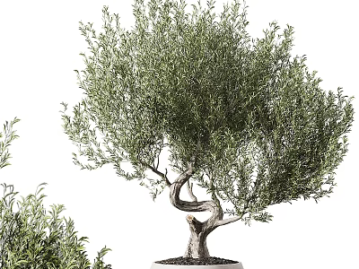 Potted Olive Tree With Twisted Trunk And Lush Green Leaves For Indoor Decoration 3d model