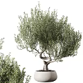 Potted Olive Tree With Twisted Trunk And Lush Green Leaves For Indoor Decoration