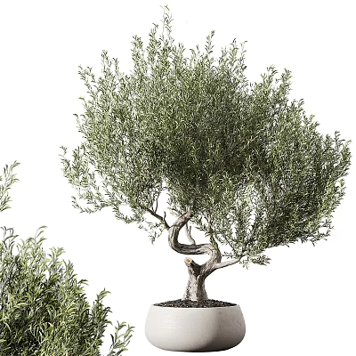 Potted Olive Tree With Twisted Trunk And Lush Green Leaves For Indoor Decoration 3d model
