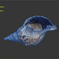 Aquatic Animal Conch Shell With Spiral Shape And Brown White Patterns On Dark Background 3d model