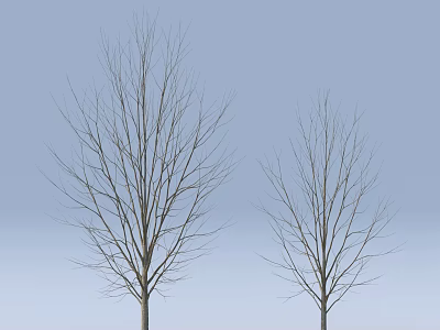 Two Leafless Trees With Bare Branches Standing Against Light Blue Background 3d model
