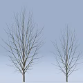 Two Leafless Trees With Bare Branches Standing Against Light Blue Background