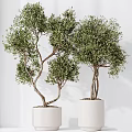 Lush Green Olive Trees In White Ceramic Pots With Twisted Trunks And Foliage