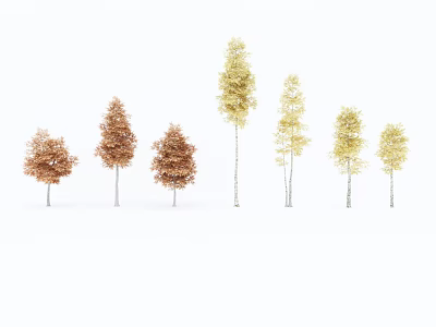 Row Of Golden Brown Deciduous Trees With Slender White Trunks On White Background 3d model