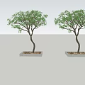 Modern Tree Landscape Tree 3d model