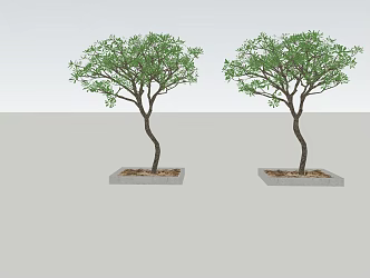 Modern Tree Landscape Tree 3d model