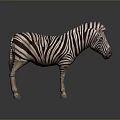 Detailed Standing Zebra With Bold Striped Coat Isolated On Dark Gray Background