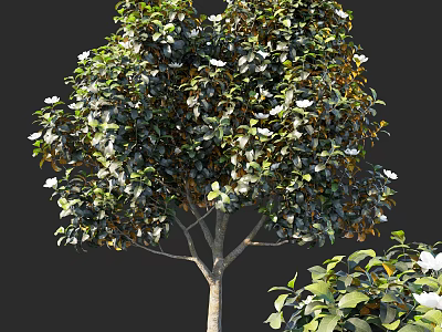Lush Arbor With Green Leaves And White Flowers In Elegant Natural Shape 3d model