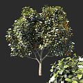 Lush Arbor With Green Leaves And White Flowers In Elegant Natural Shape