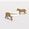 Realistic Tiger Models With Striped Fur And Natural Standing Postures On White Background