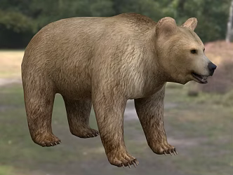Modern brown bear animal creatures 3d model