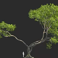 Large Tree with Lush Foliage and Thick Trunk in 3D Rendering with Small Figure 3d model