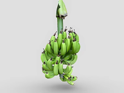 Fresh Green Bananas Bunch Hanging With Natural Stem And Unripe Appearance 3d model