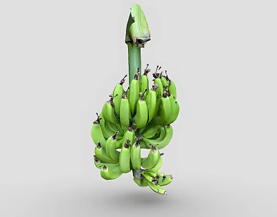 Fresh Green Bananas Bunch Hanging With Natural Stem And Unripe Appearance 3d model