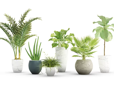 Various Leafy Potted Plants With Different Ceramic And Marble Pots For Indoor Decoration 3d model