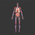 Anatomical Head Organs With Vascular Network In 3D Human Anatomy Model