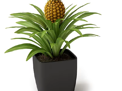 Decorative Pineapple Bonsai Potted Plant With Green Leaves And Black Square Pot 3d model