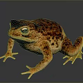 Reptile Toad With Brown Orange Spots And Prominent Eyes On Shiny Black Surface