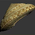 Shell Sculpture with Spiral Pattern Yellow Brown Detailed Texture Layered Design
