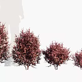 Purple Red Shrubs in Various Sizes for Garden Landscaping Decoration