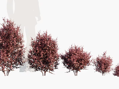 Modern shrub Japanese barberry shrub 3d model Modern shrub Japanese barberry shrub 3d model