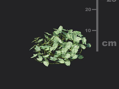 Leafy Green Vines with Lush Foliage Measuring 10 to 20 cm in Size 3d model