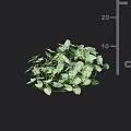 Leafy Green Vines with Lush Foliage Measuring 10 to 20 cm in Size